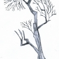 Vector_tree01